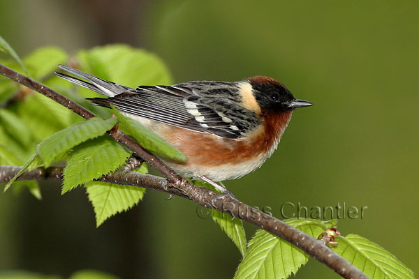 Bay-breasted Warbler © Russ Chantler